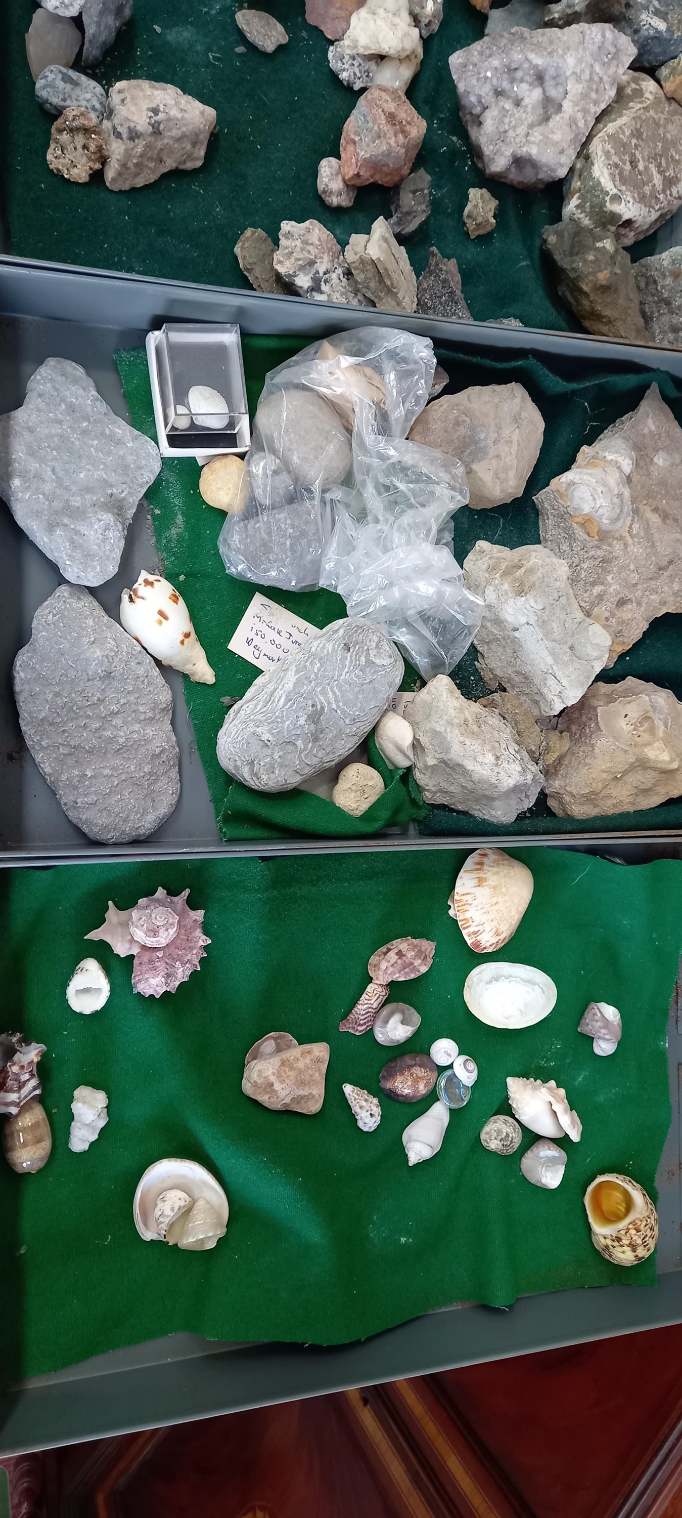 A Bisley metal cabinet full of fossils, shells and other archaeological finds. - Image 6 of 11