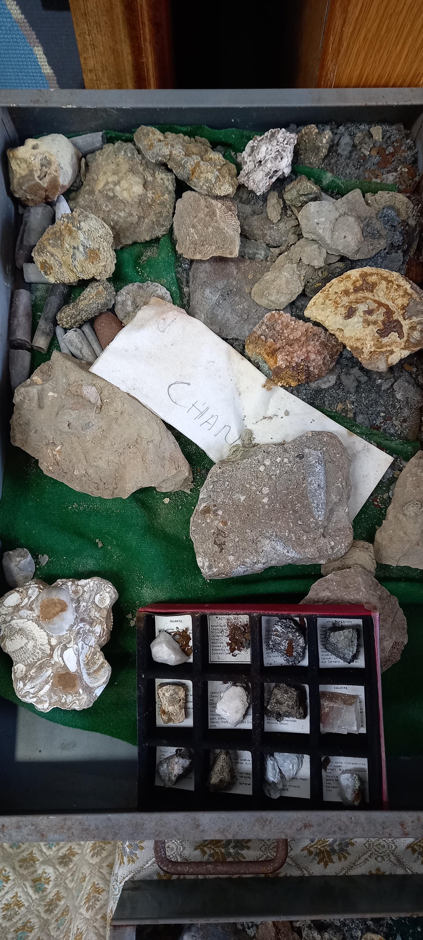 A Bisley metal cabinet full of fossils, shells and other archaeological finds. - Image 9 of 11