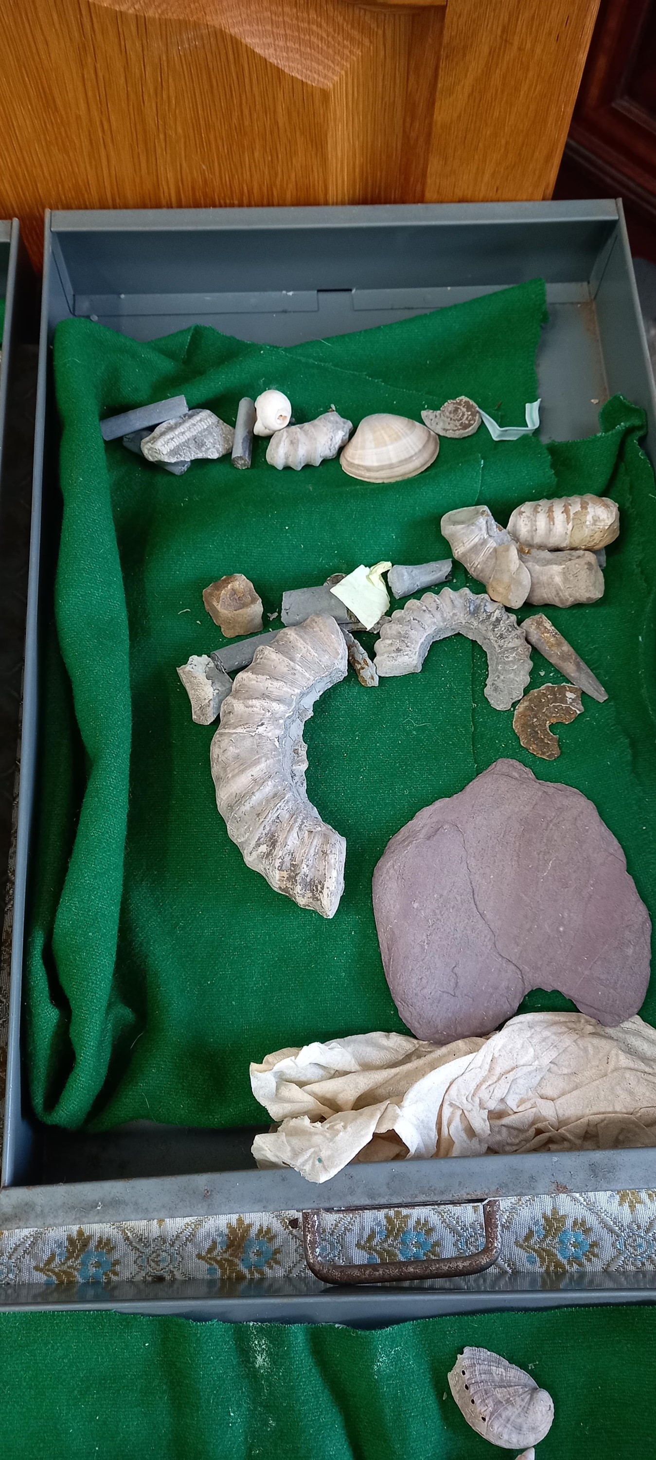 A Bisley metal cabinet full of fossils, shells and other archaeological finds. - Image 8 of 11
