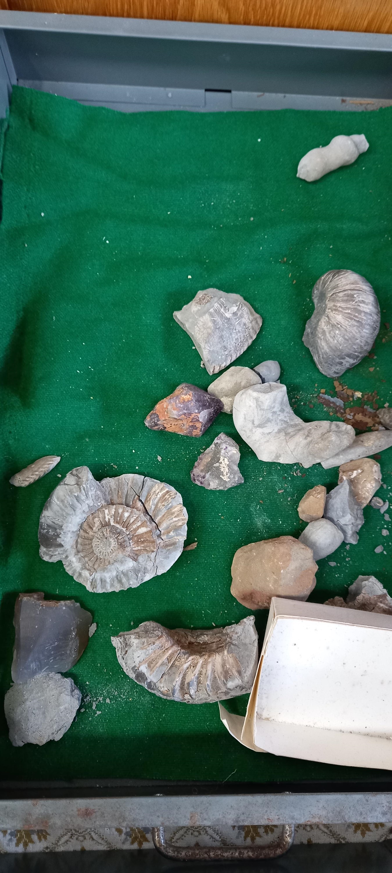 A Bisley metal cabinet full of fossils, shells and other archaeological finds. - Image 10 of 11