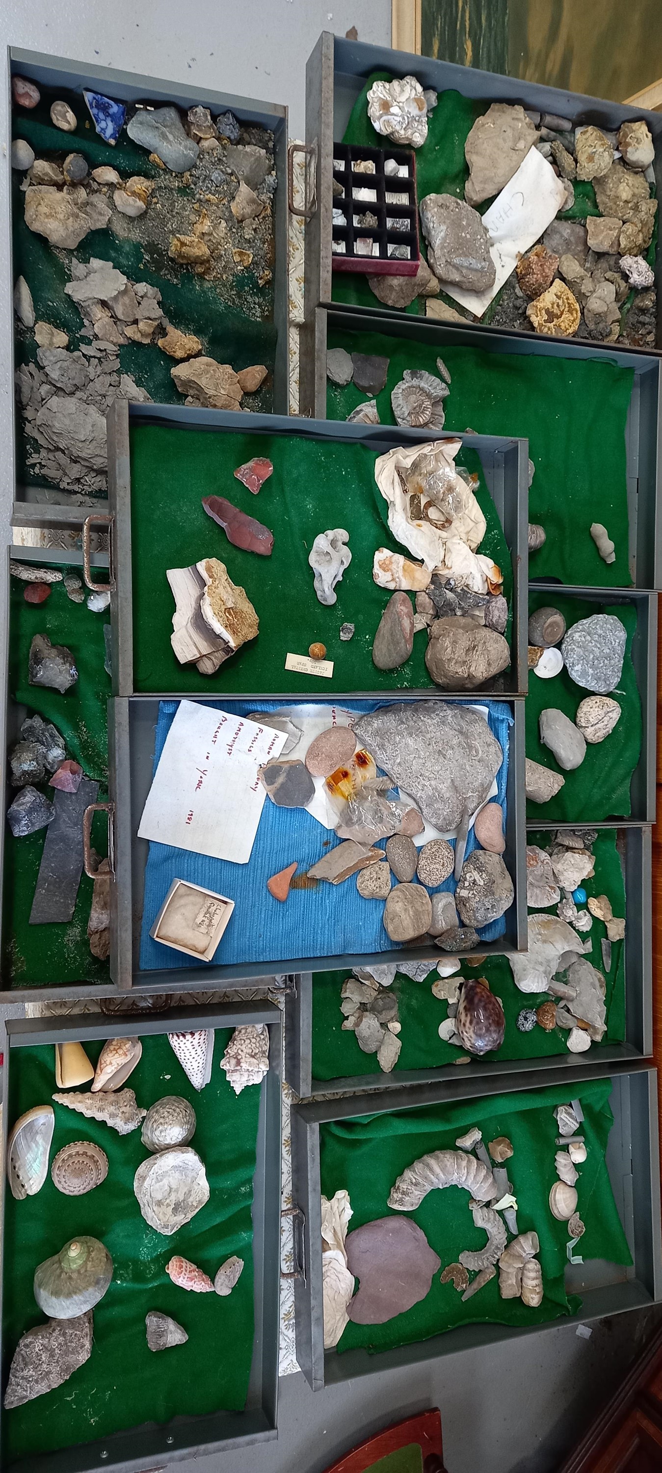 A Bisley metal cabinet full of fossils, shells and other archaeological finds. - Image 7 of 11