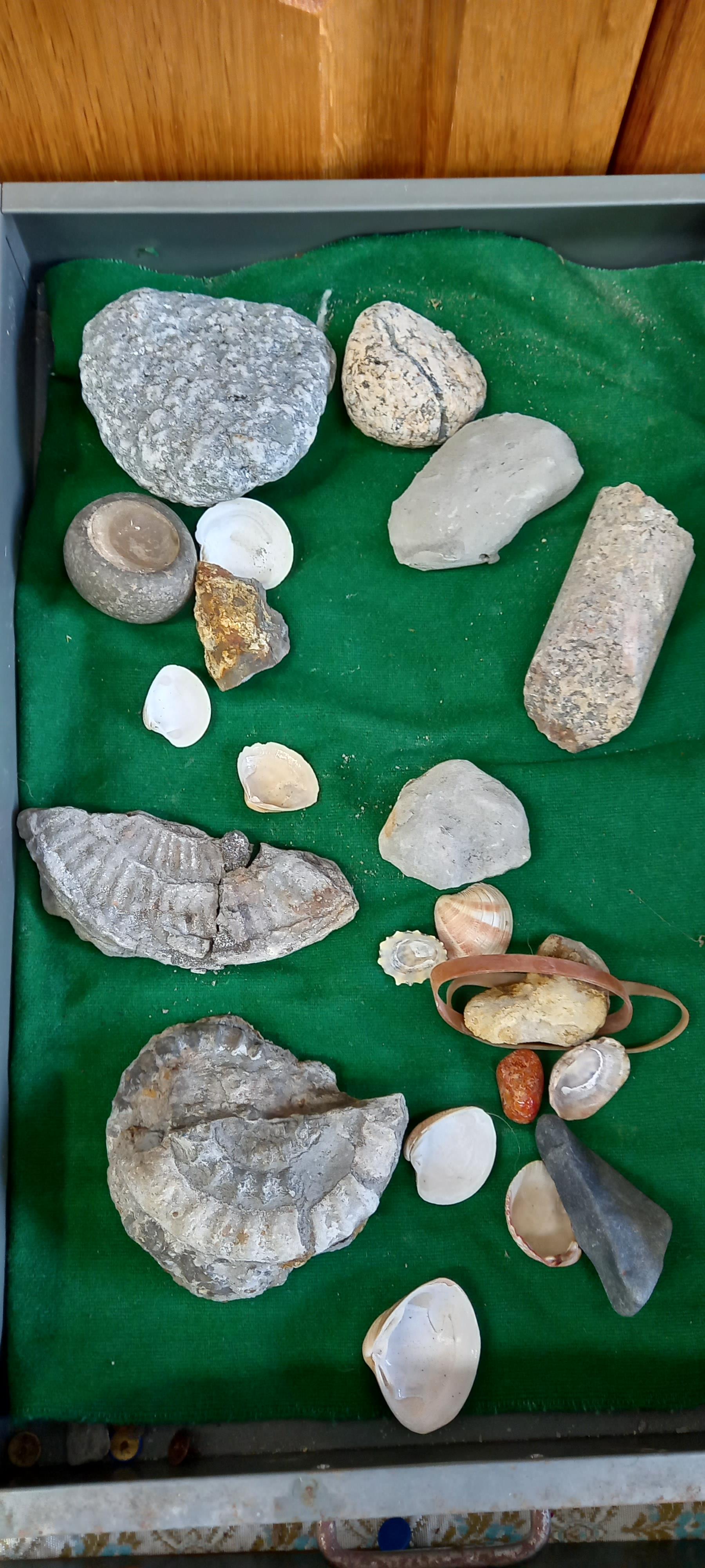 A Bisley metal cabinet full of fossils, shells and other archaeological finds. - Image 11 of 11