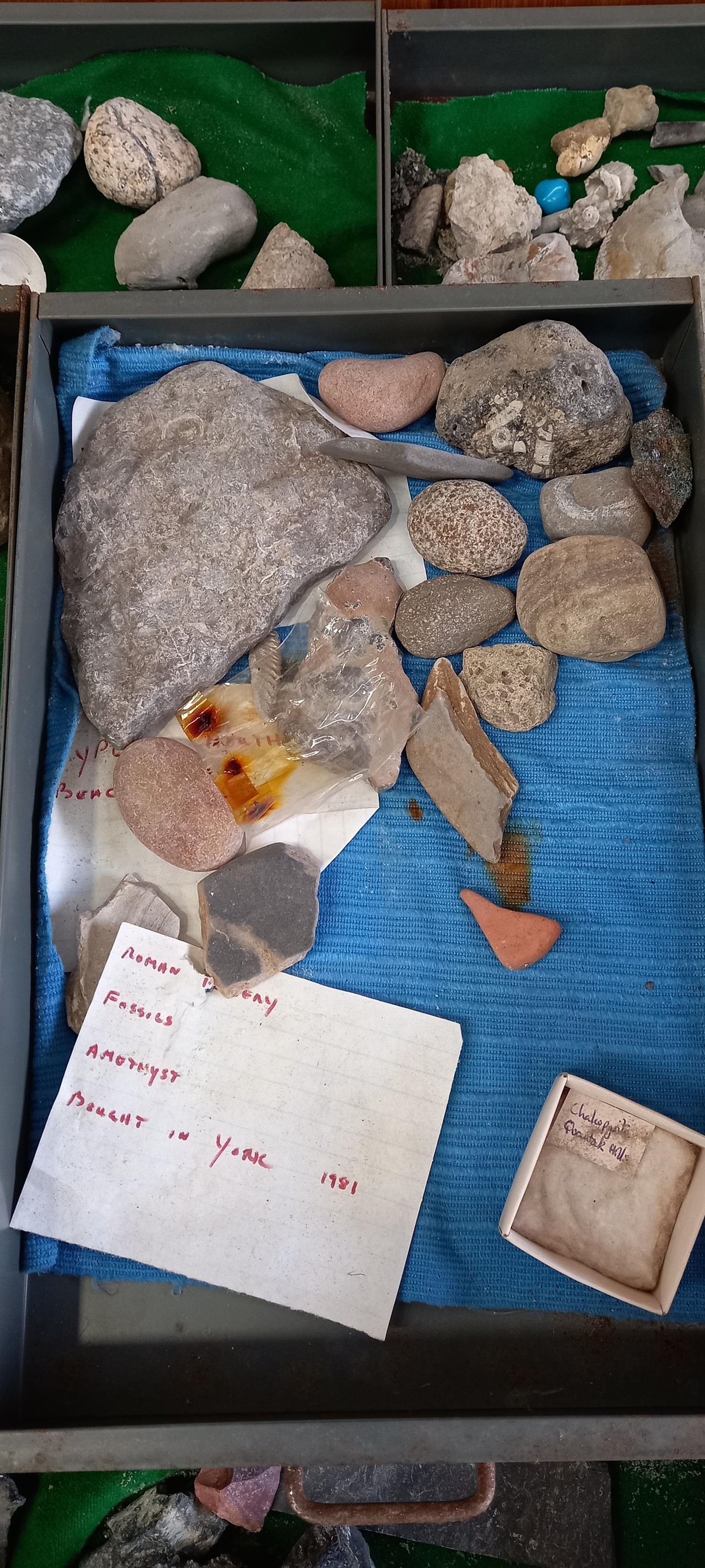 A Bisley metal cabinet full of fossils, shells and other archaeological finds. - Image 3 of 11