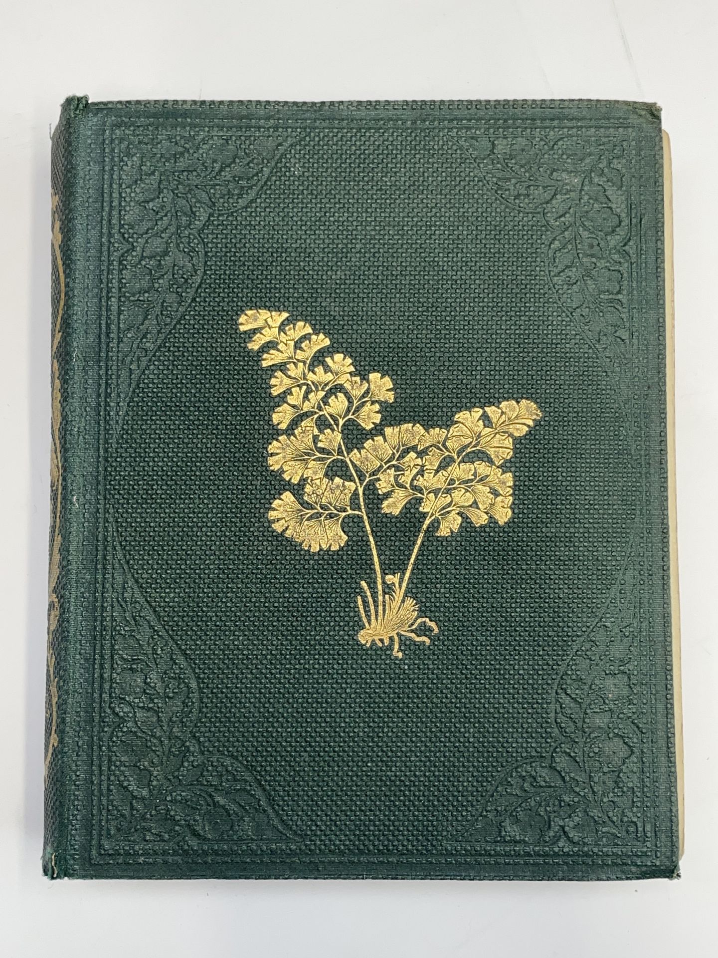 THOMAS MOORE. 'A Popular History of the British Ferns and Allied Plants, comprising the Club-Mosses, - Image 6 of 7