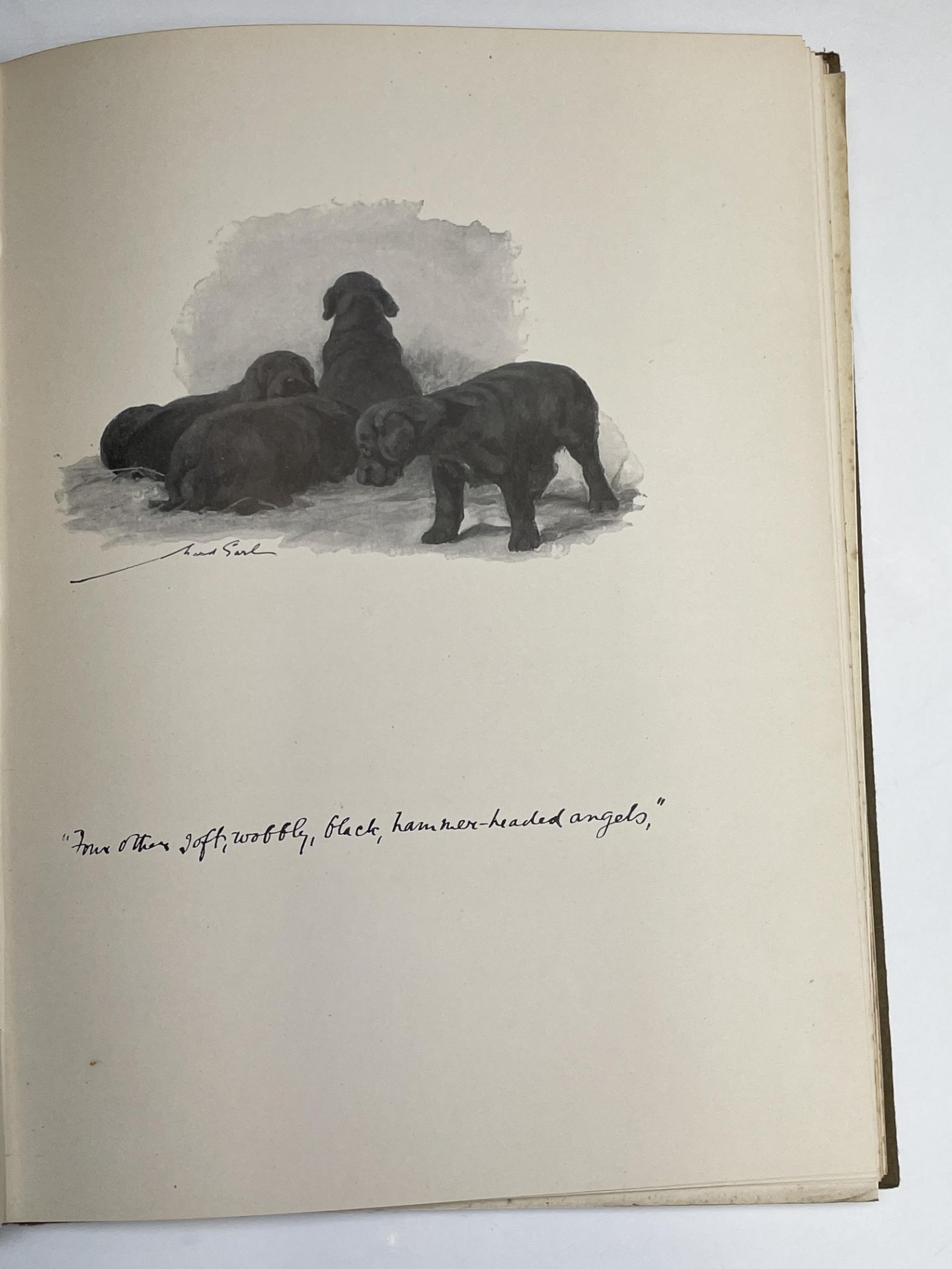 MURIEL HANDLEY SPICER. 'Toy Dogs and How to Breed and Rear Them being The Life of a Griffon - Image 5 of 5