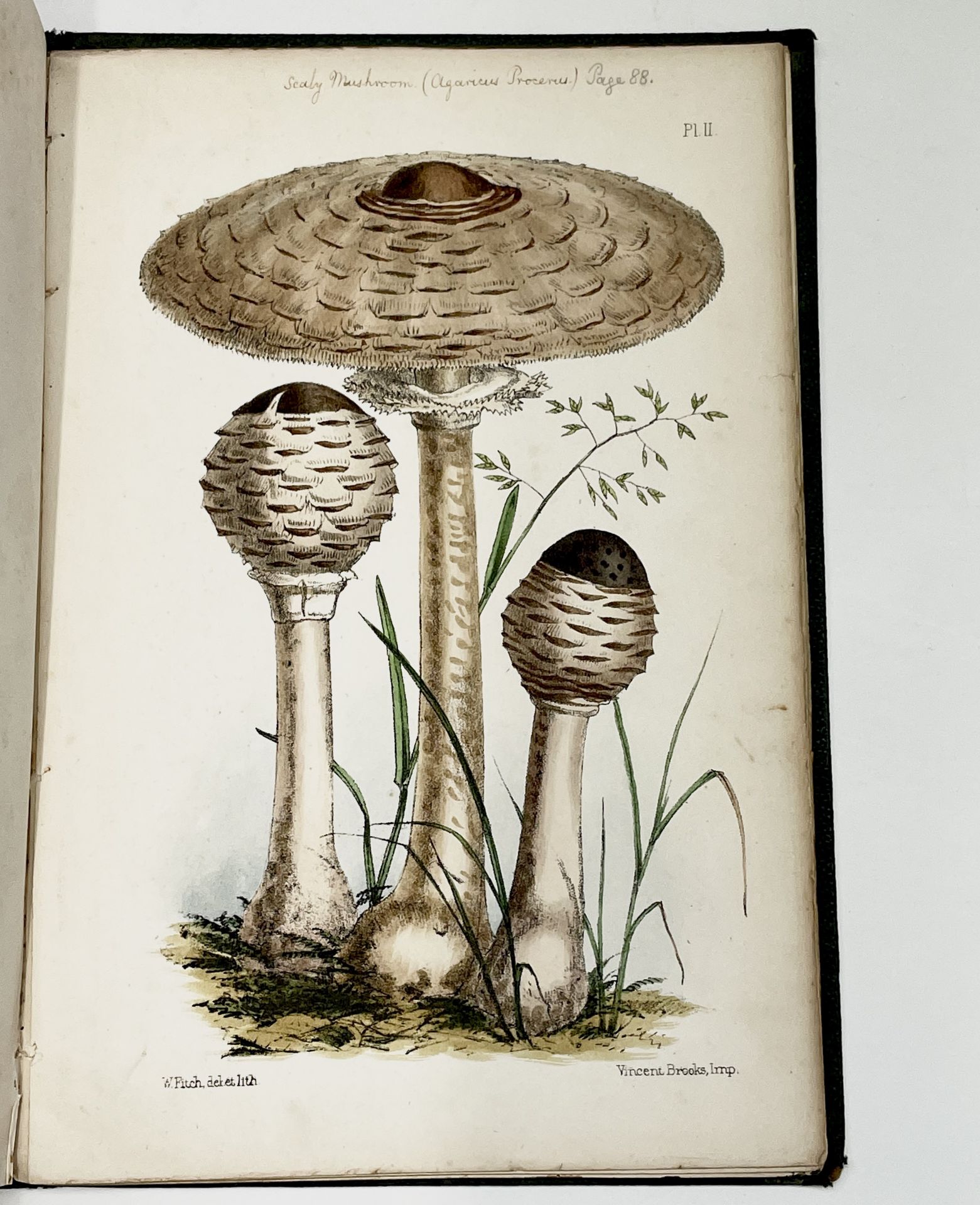 CHARLES DAVID BADHAM. 'A Treatise on the Esculent Funguses of England.' Ten hand-coloured plates - Image 5 of 8