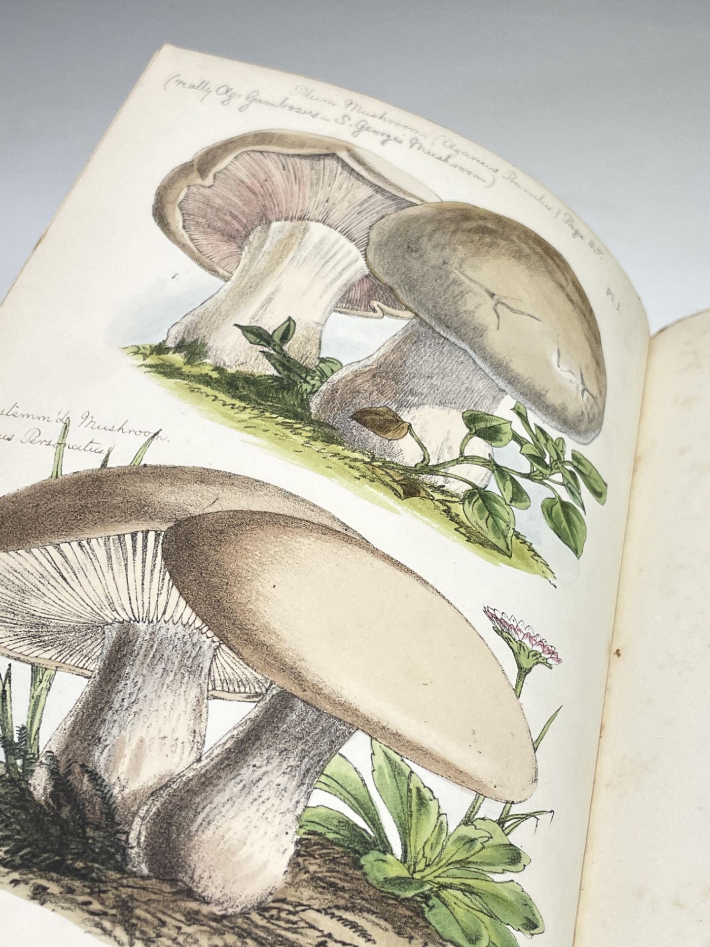 CHARLES DAVID BADHAM. 'A Treatise on the Esculent Funguses of England.' Ten hand-coloured plates - Image 4 of 8