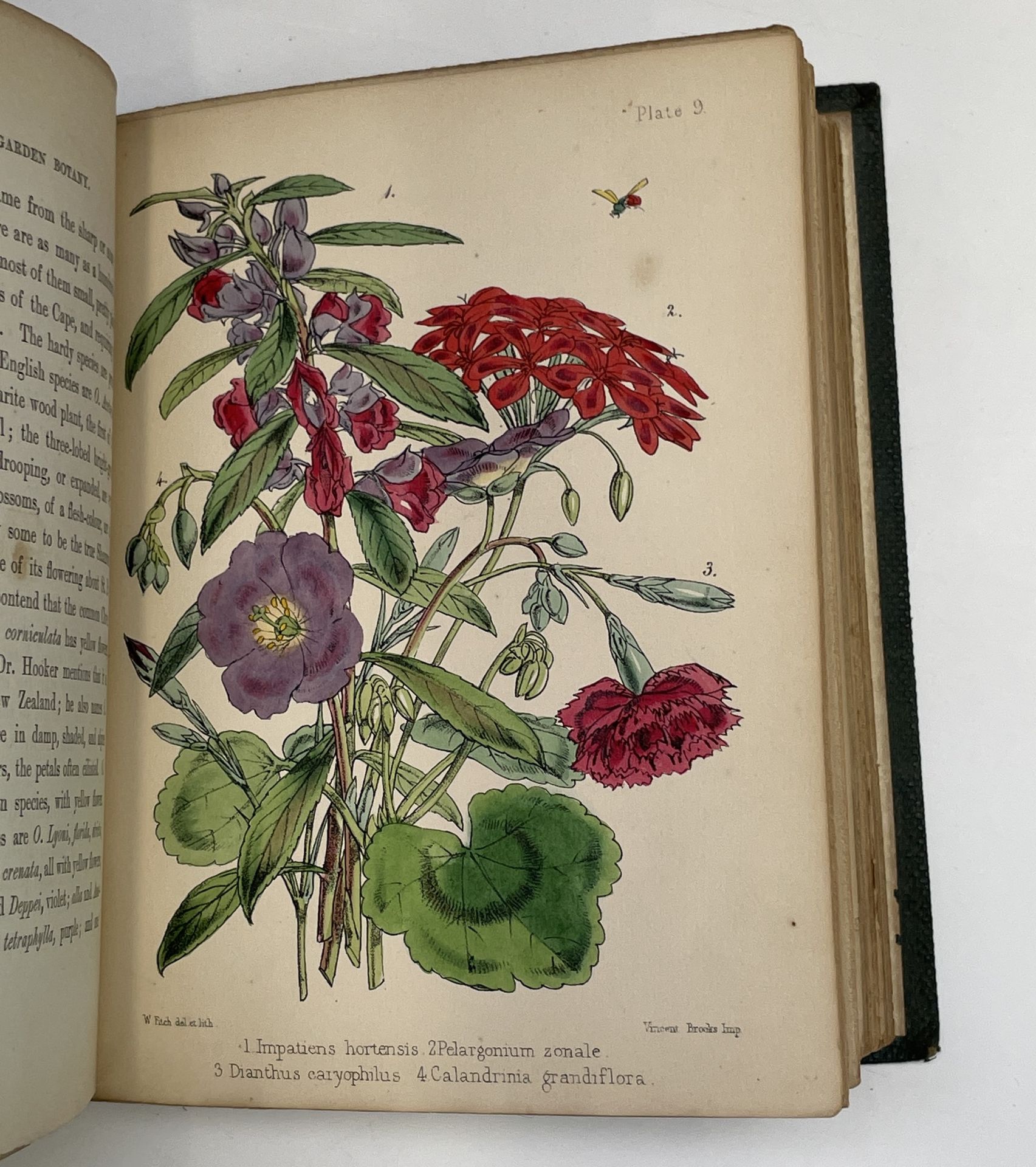 AGNES CATLOW. 'Popular Garden Botany: A Familiar and Scientific Description.' 20 hand-coloured - Image 4 of 4