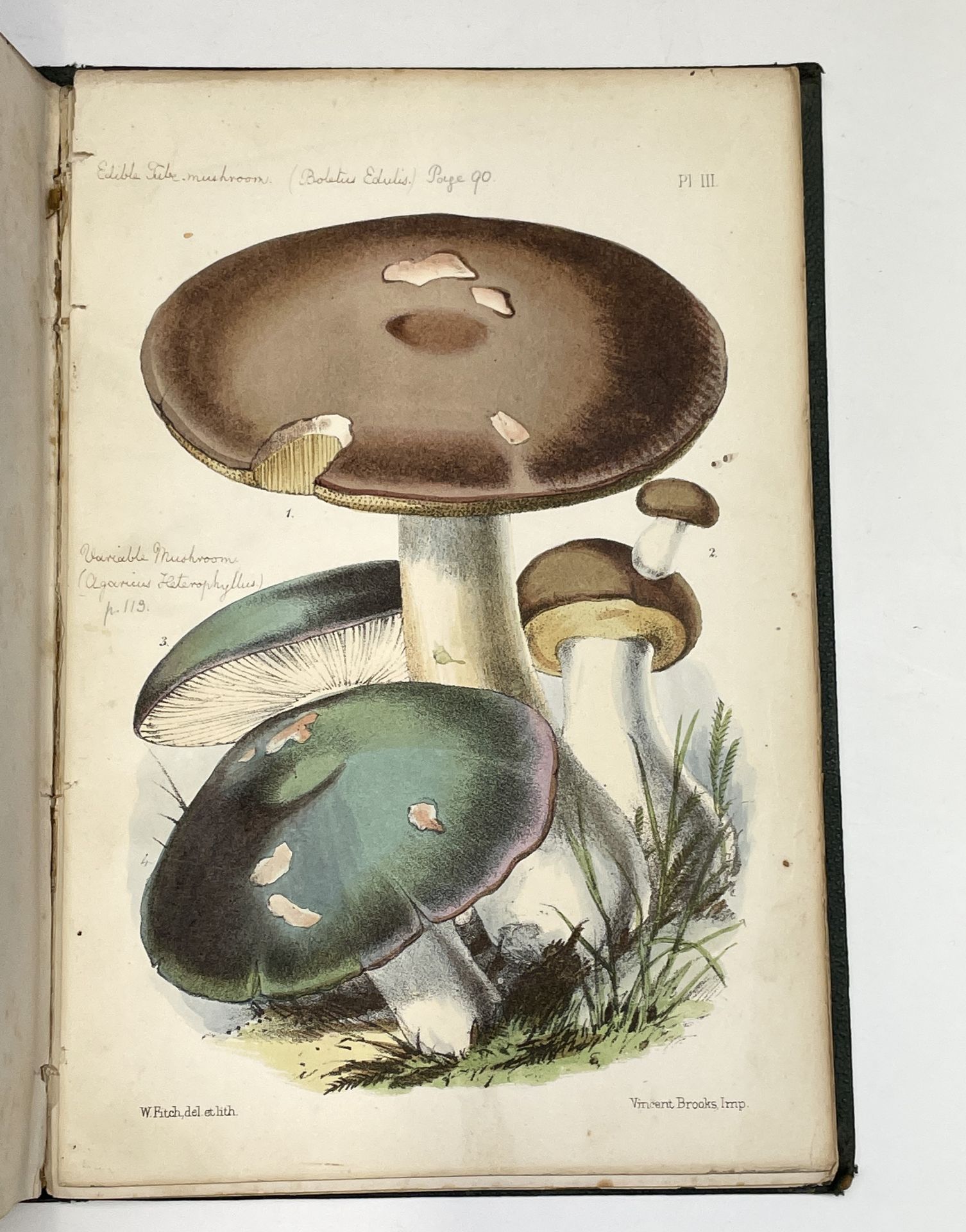 CHARLES DAVID BADHAM. 'A Treatise on the Esculent Funguses of England.' Ten hand-coloured plates - Image 6 of 8