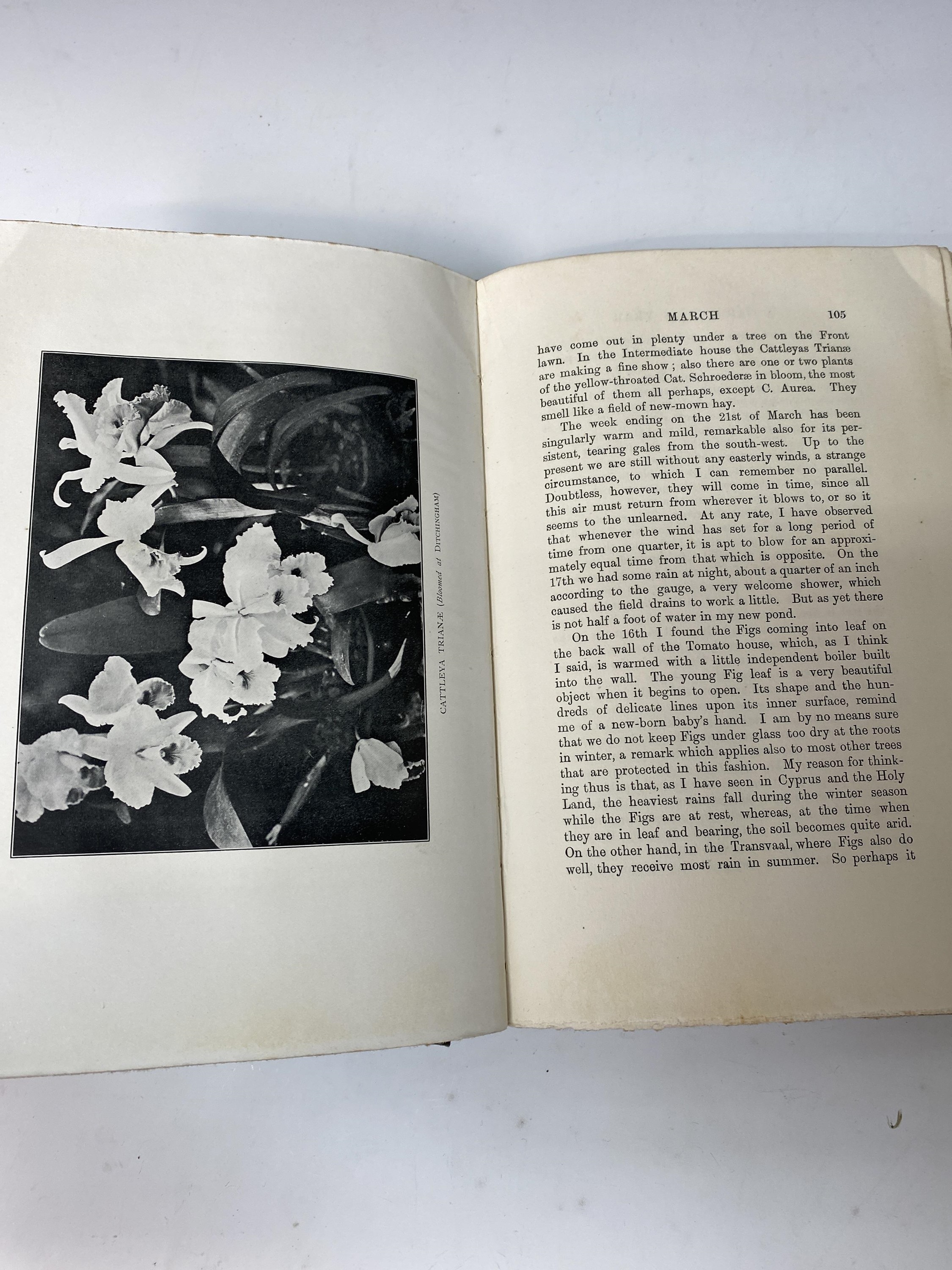 H. RIDER HAGGARD. 'A Gardener's Year.' First edition, original cloth, slight fading to cloth, - Image 4 of 4