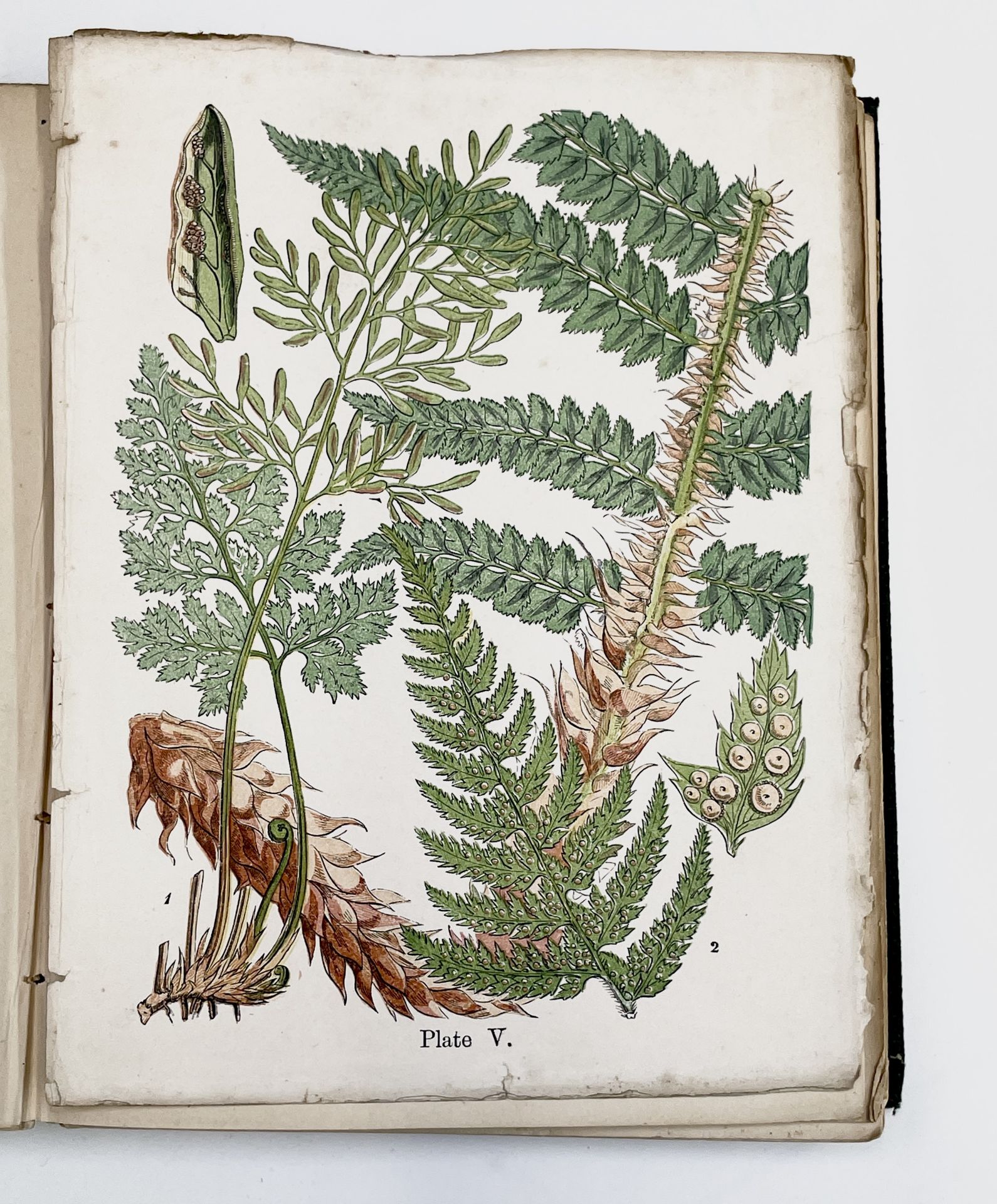 THOMAS MOORE. 'A Popular History of the British Ferns and Allied Plants, comprising the Club-Mosses, - Image 3 of 7