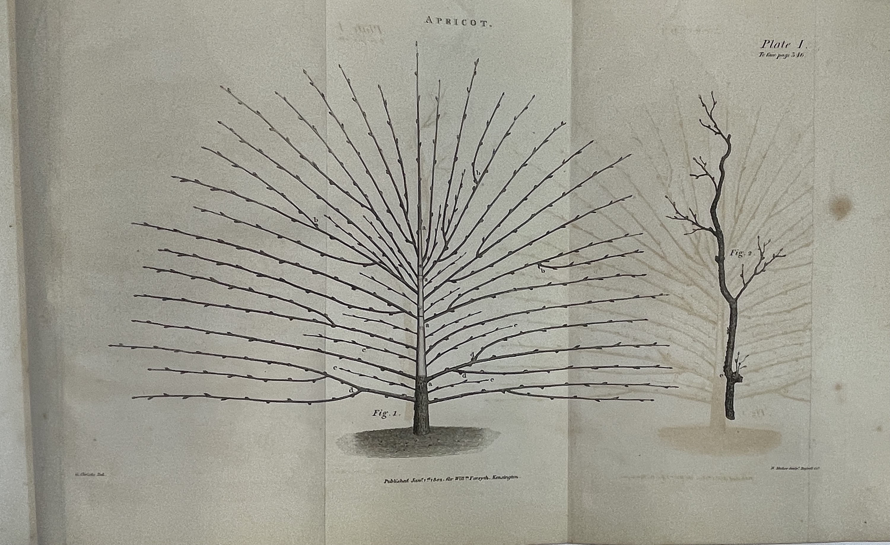 WILLIAM FORSYTH. 'A Treatise on the culture and management of fruit-trees.....' Rare first - Image 2 of 10
