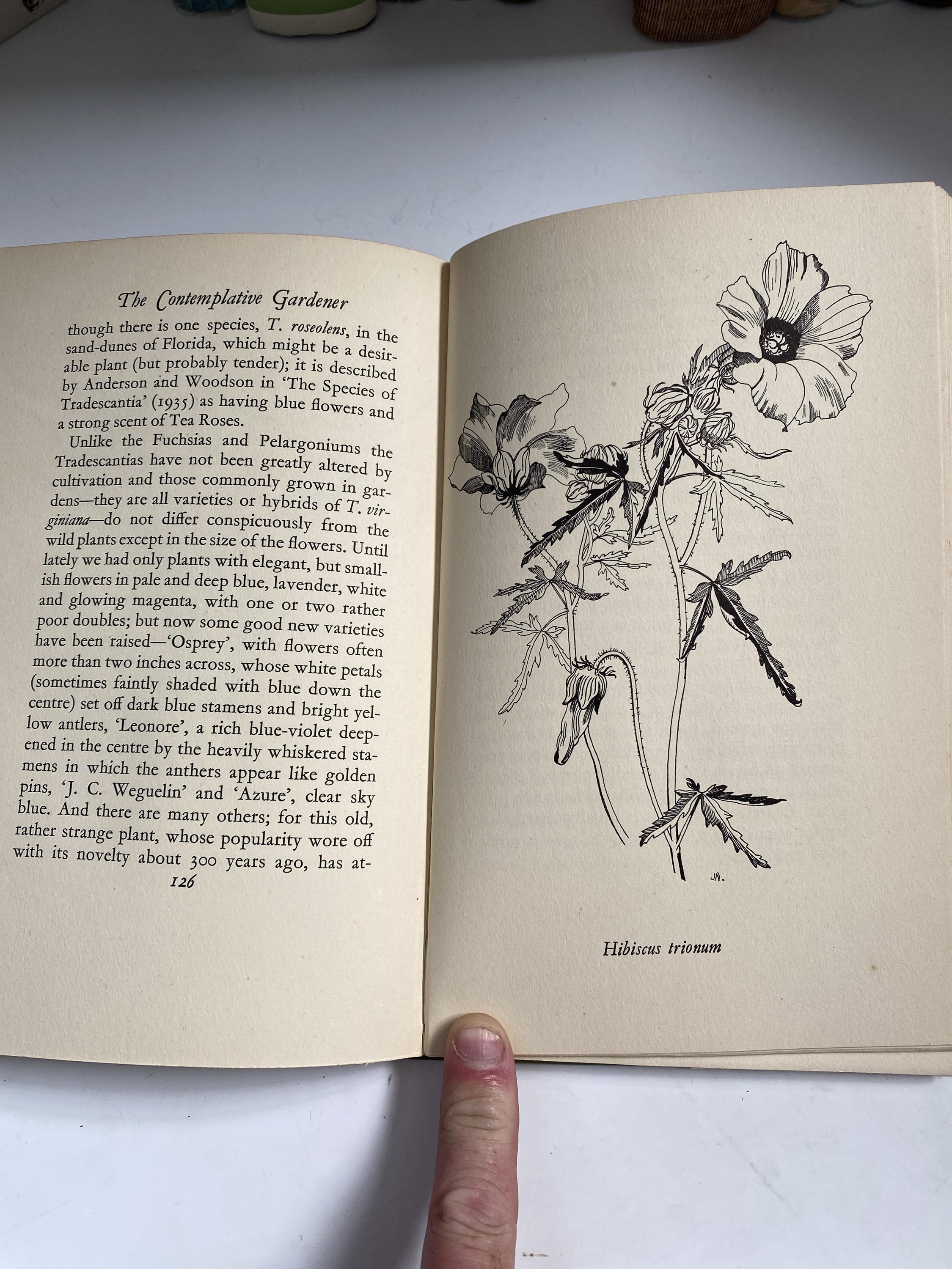 JASON HILL. 'The Contemplative Gardener.' First edition, original cloth, clipped dj, spine dj - Image 3 of 7