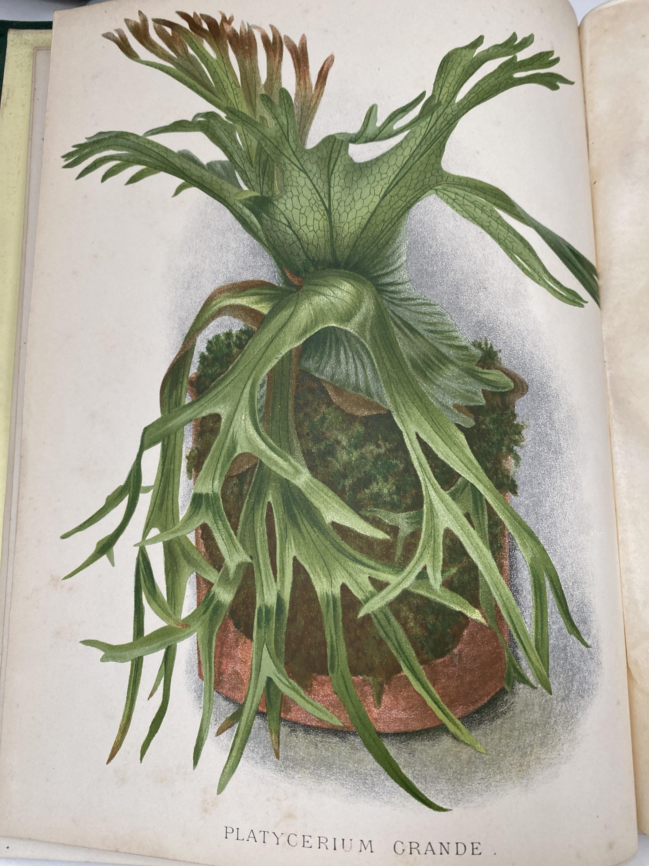 GEORGE SCHNEIDER. 'The Book of Choice Ferns.' Five vols, original pictorial cloth, rubbed ends to - Image 4 of 6