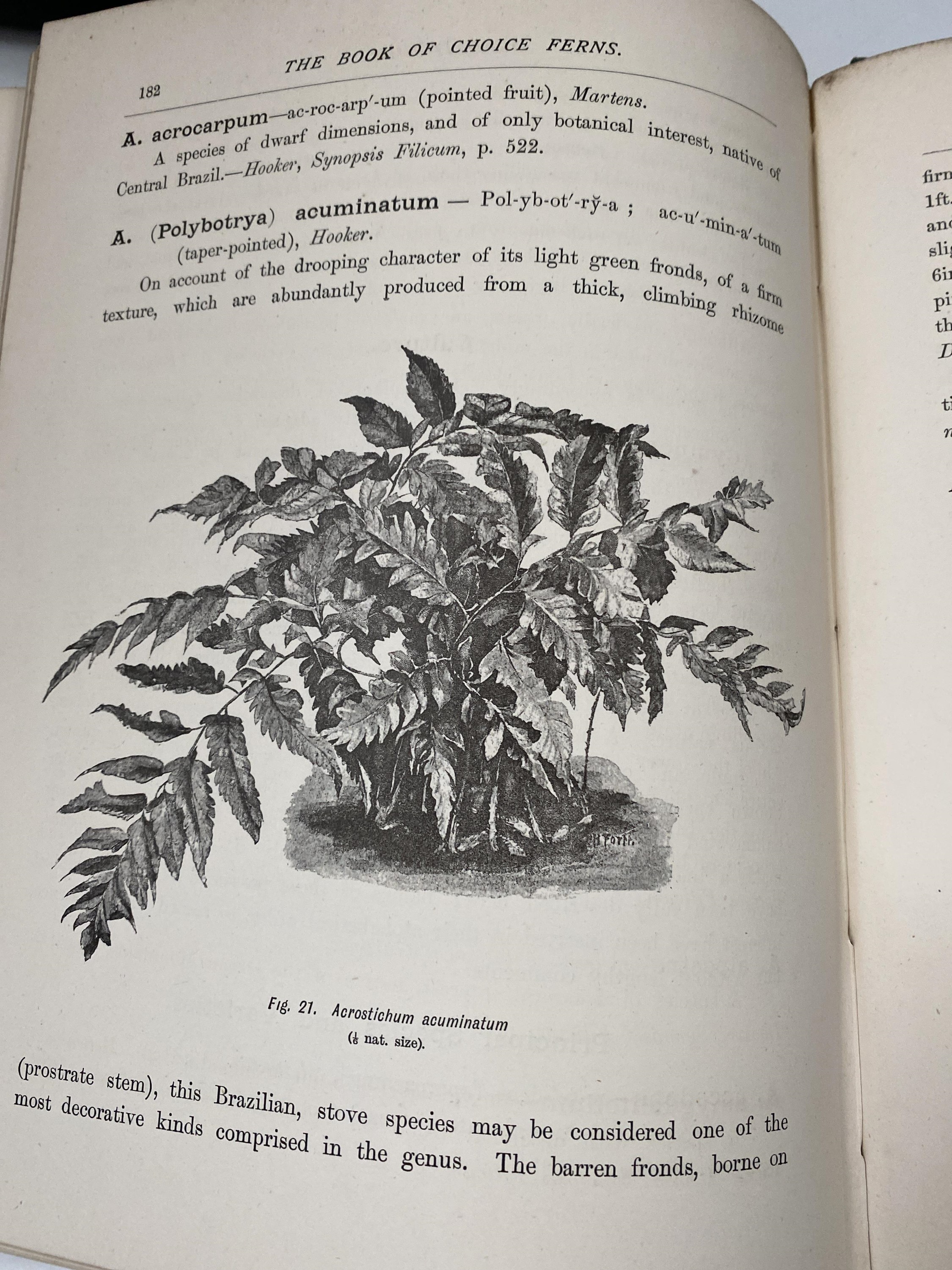 GEORGE SCHNEIDER. 'The Book of Choice Ferns.' Five vols, original pictorial cloth, rubbed ends to - Image 6 of 6