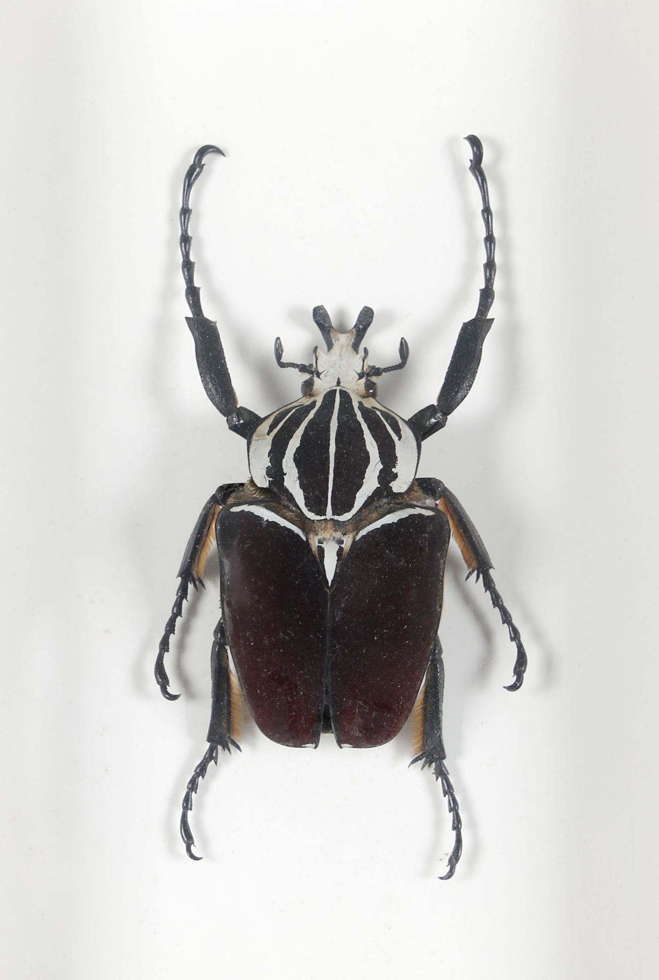 Goliathkäfer (Goliathus goliatus), West- und Zentralafrika