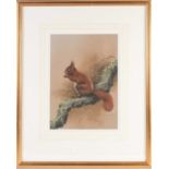 John Naylor (b.1960) British, a red squirrel in profile, pastel on paper, signed and dated 1997,