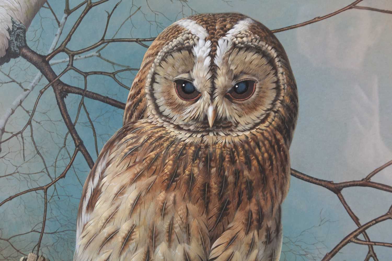 Basil Ede (1931-2016), 'Tawny Owl', gouache and bodycolour, signed to lower right corner, 47.5 cm - Image 2 of 4