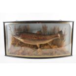 A 'Cooper' type, bow-fronted cased taxidermist's arrangement of a rainbow trout swimming in a