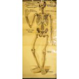 An antique (probably early 20th century) anatomical teaching poster depicting the human skeleton,