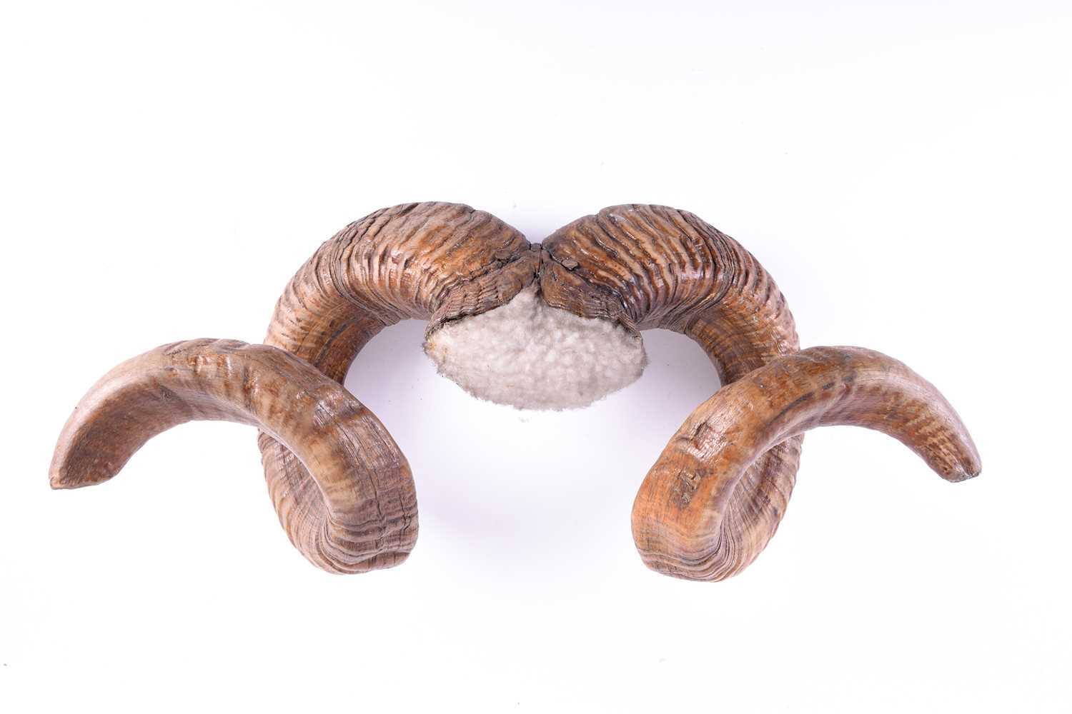 A pair of adult male Mouflon coiled horns, late 19th/early 20th century, 51cm wide - Image 2 of 2