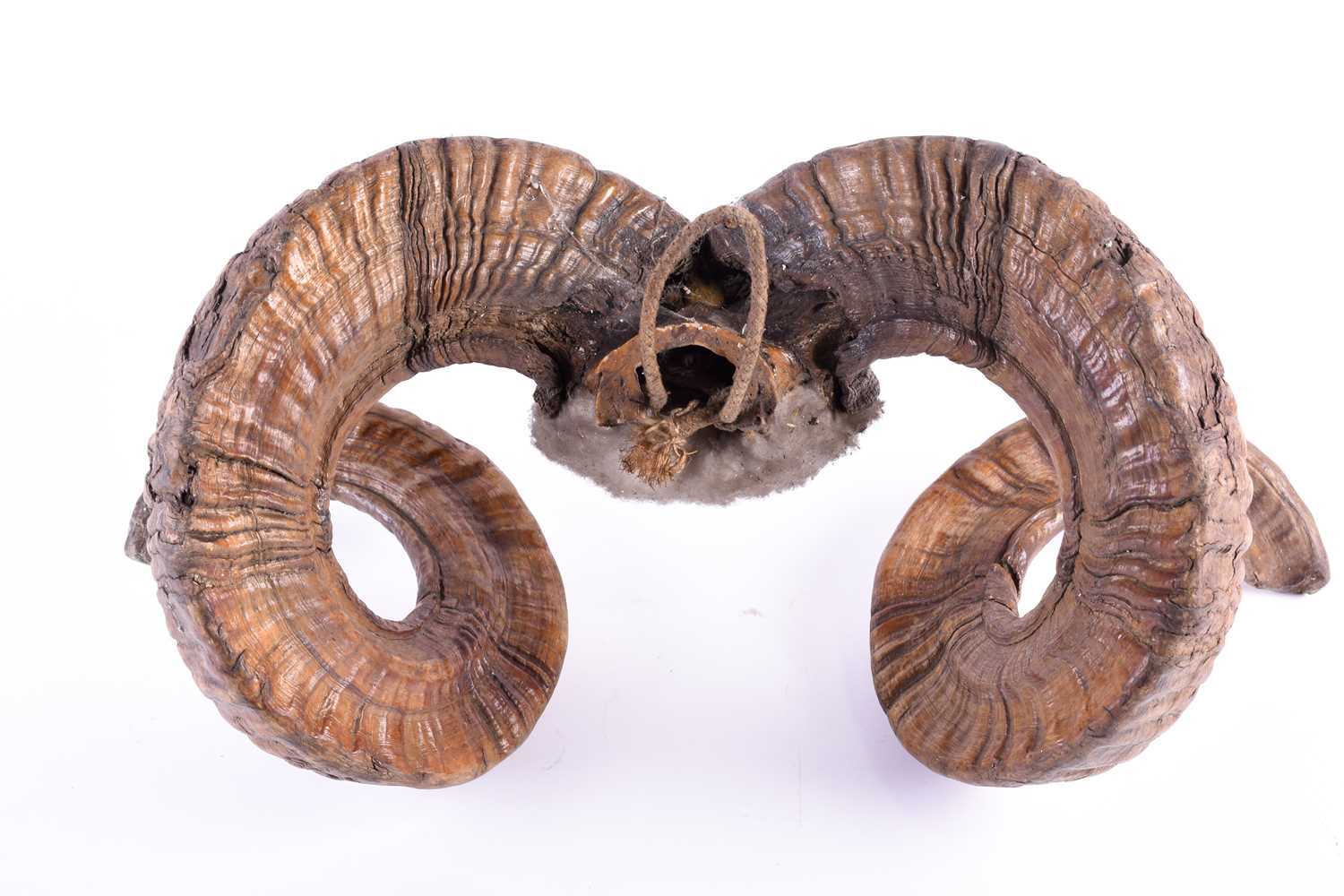 A pair of adult male Mouflon coiled horns, late 19th/early 20th century, 51cm wide