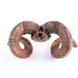 A pair of adult male Mouflon coiled horns, late 19th/early 20th century, 51cm wide