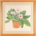 Sandra Touiaick, 20th century, study of a potted hibiscus, pencil, watercolour and gouache, signed