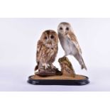A stuffed and mounted taxidermists arrangement of a Barn Owl (Tyto alba) and Tawney Owl (Strix
