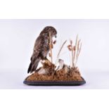 A Victorian stuffed and mounted, taxidermists arrangement of Common Buzzard (Buteo Buteo)