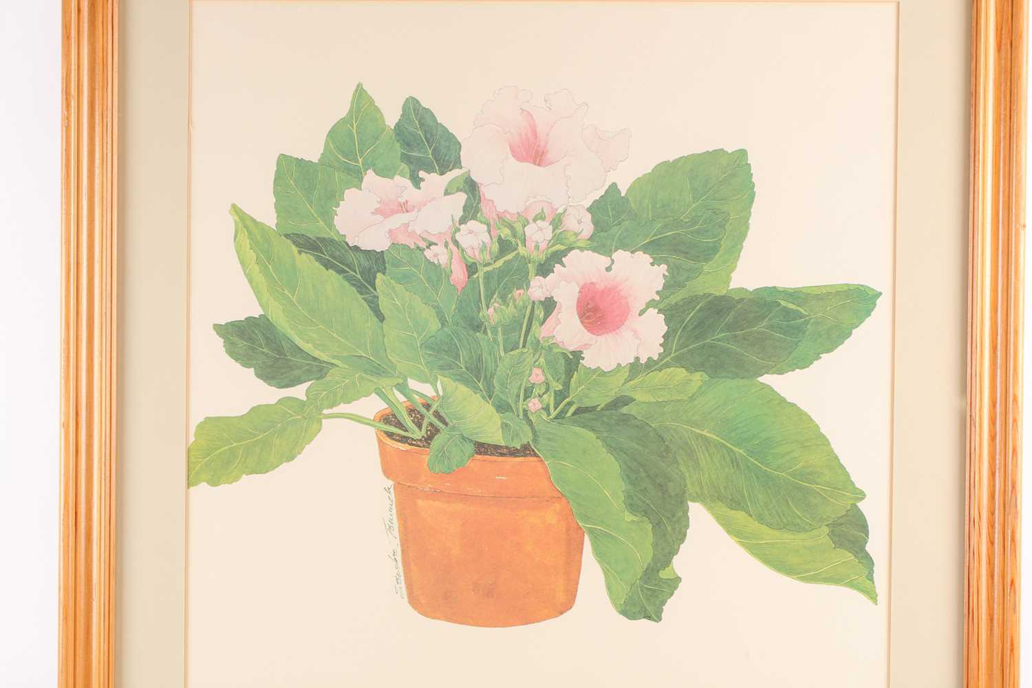 Sandra Touiaick, 20th century, study of a potted hibiscus, pencil, watercolour and gouache, signed - Image 3 of 5