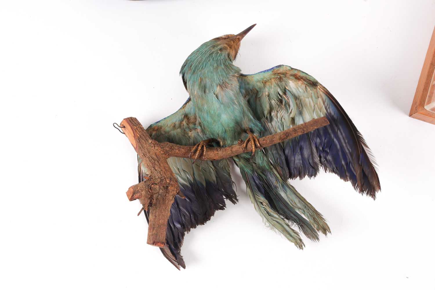 A victorian taxidermist display of a tropical Jay, perched on a branch. Beneath an oval glass - Image 2 of 8