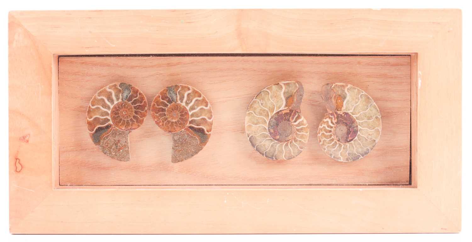 A framed set of cross-section polished ammonite fossils, the box frame 15 cm x 30 cm.