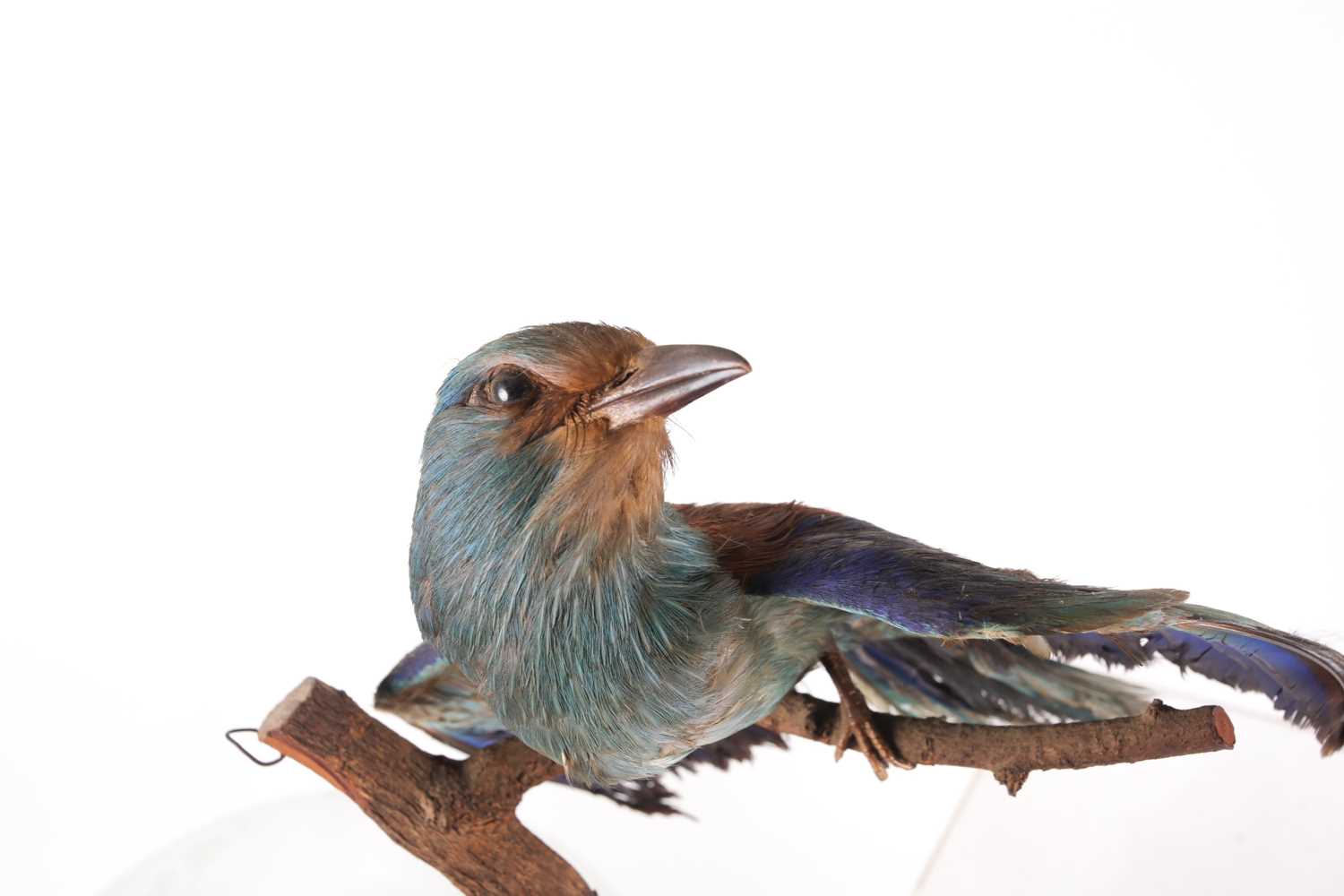 A victorian taxidermist display of a tropical Jay, perched on a branch. Beneath an oval glass - Image 3 of 8