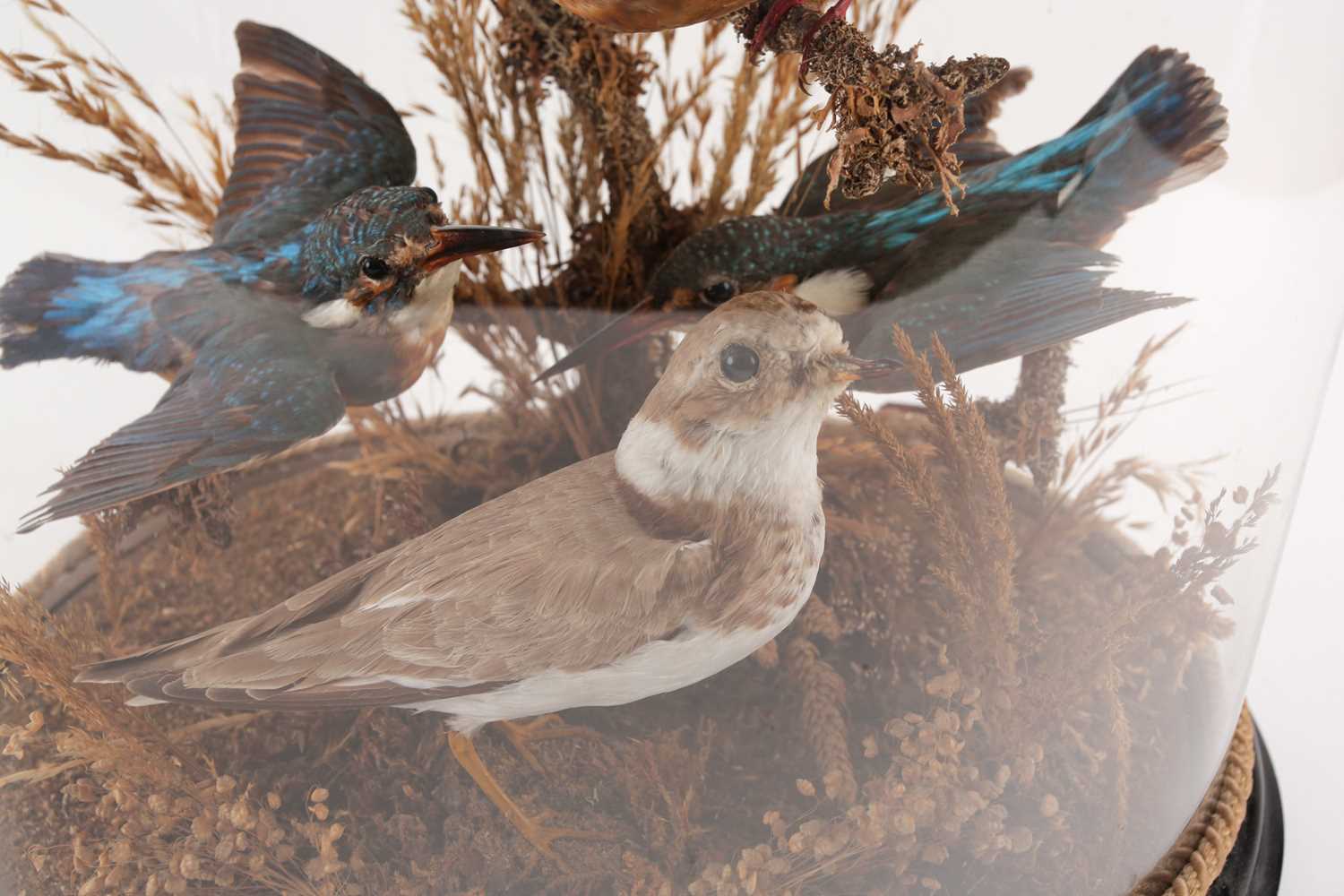 A 19th-century taxidermists arrangement of four Kingfishers (Alcedo atthis), and a Plover, posed - Image 4 of 7