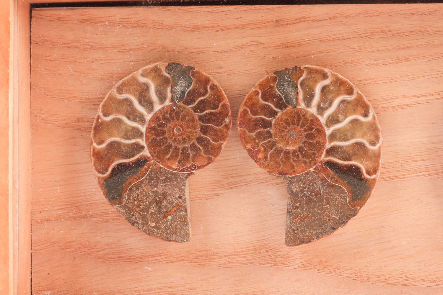 A framed set of cross-section polished ammonite fossils, the box frame 15 cm x 30 cm. - Image 4 of 4