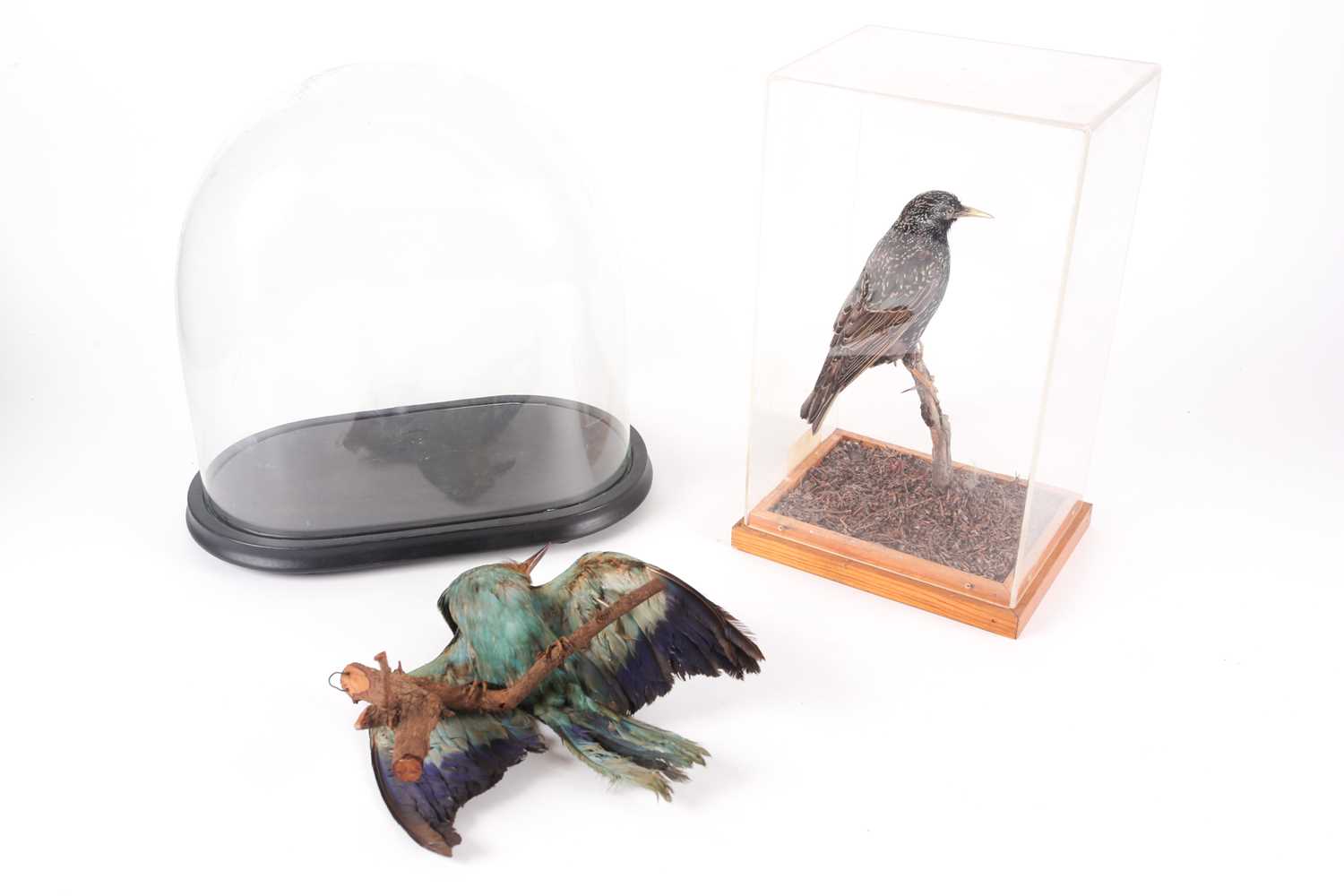 A victorian taxidermist display of a tropical Jay, perched on a branch. Beneath an oval glass