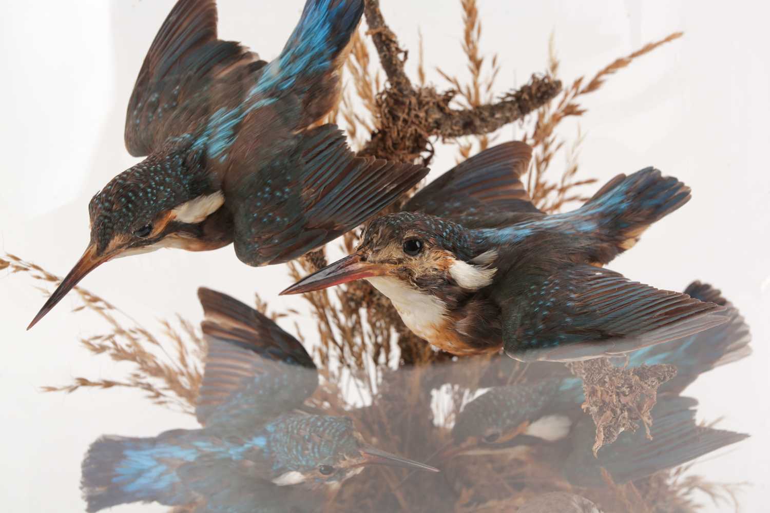 A 19th-century taxidermists arrangement of four Kingfishers (Alcedo atthis), and a Plover, posed - Image 6 of 7
