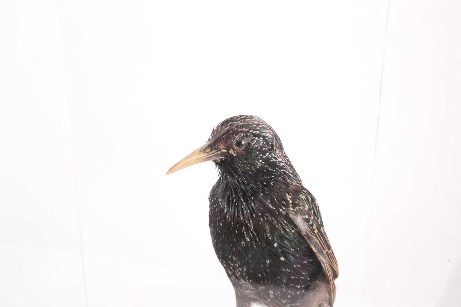 A victorian taxidermist display of a tropical Jay, perched on a branch. Beneath an oval glass - Image 4 of 8