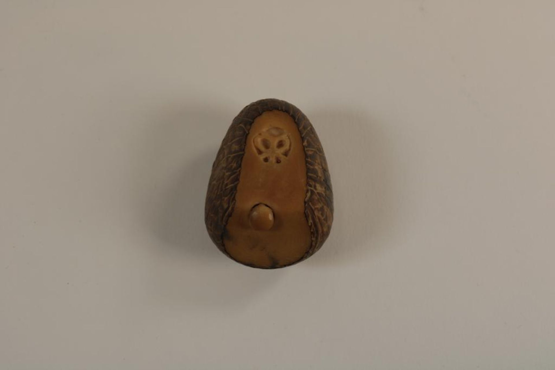 Gesneden Tagua noten eivormig, + cert. - Image 4 of 4