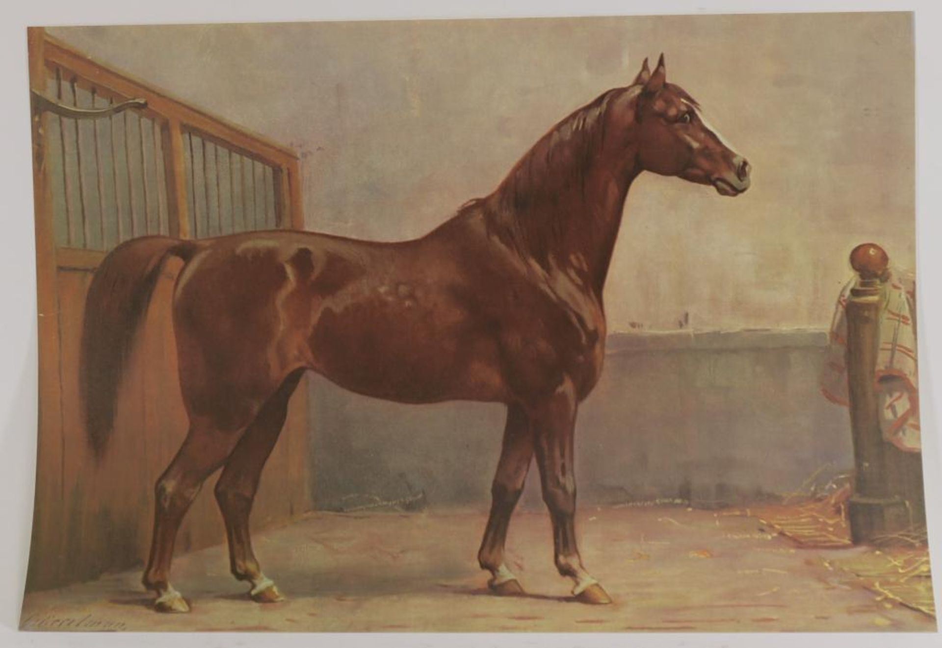 Eerelman, Otto. Paardenrassenboek - Bild 2 aus 2