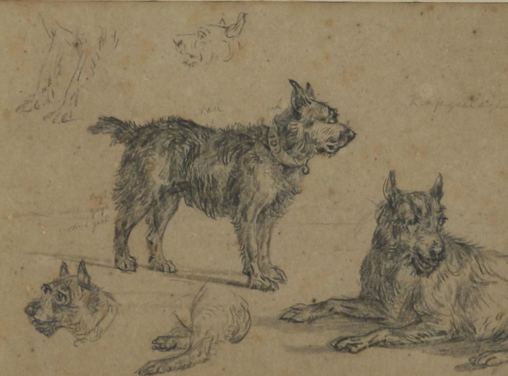 Dasveldt, studies van hond, tekening