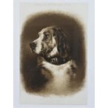 Landseer, Edwin. Dog's Head