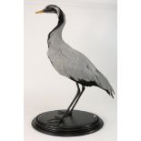 Taxidermie: Juffer Kraanvogel