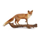 Taxidermy stuffed fox