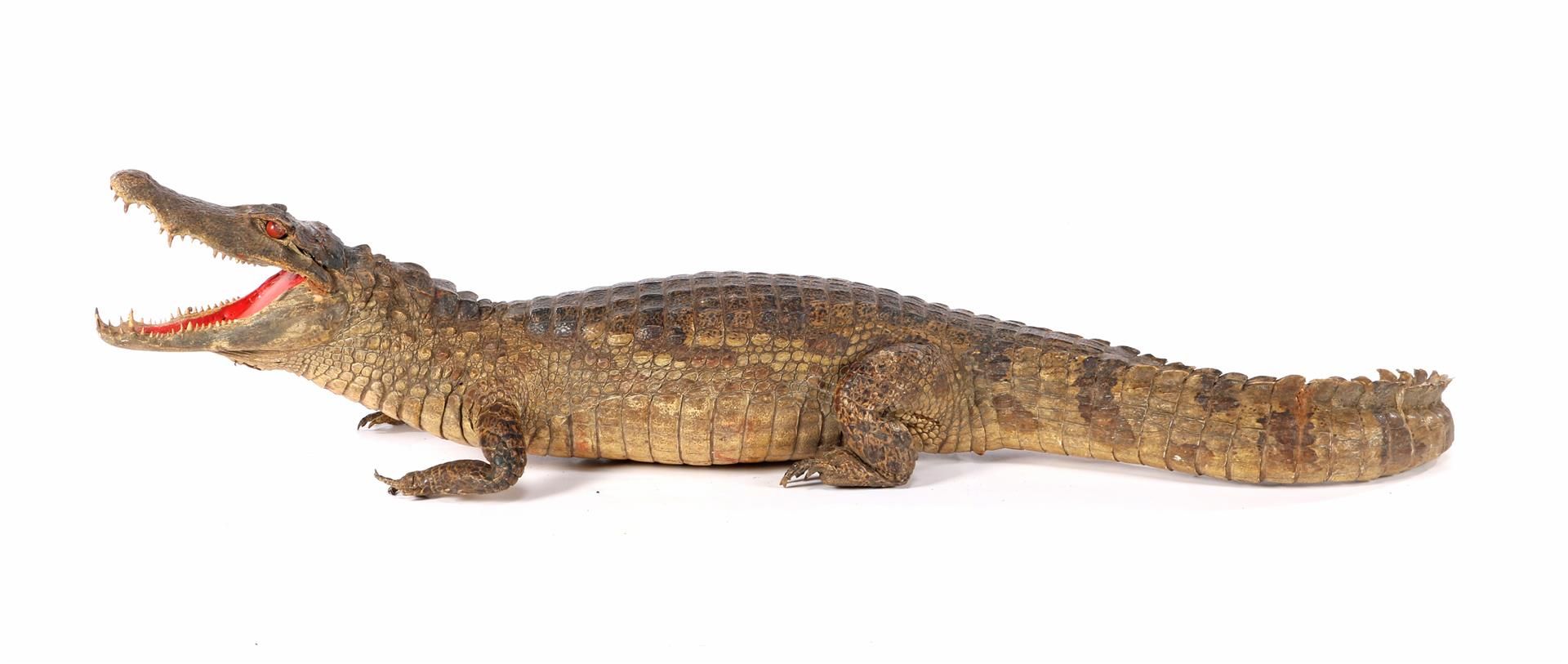 Prepared and stuffed crocodile, Africa ca.1925 - Image 4 of 5