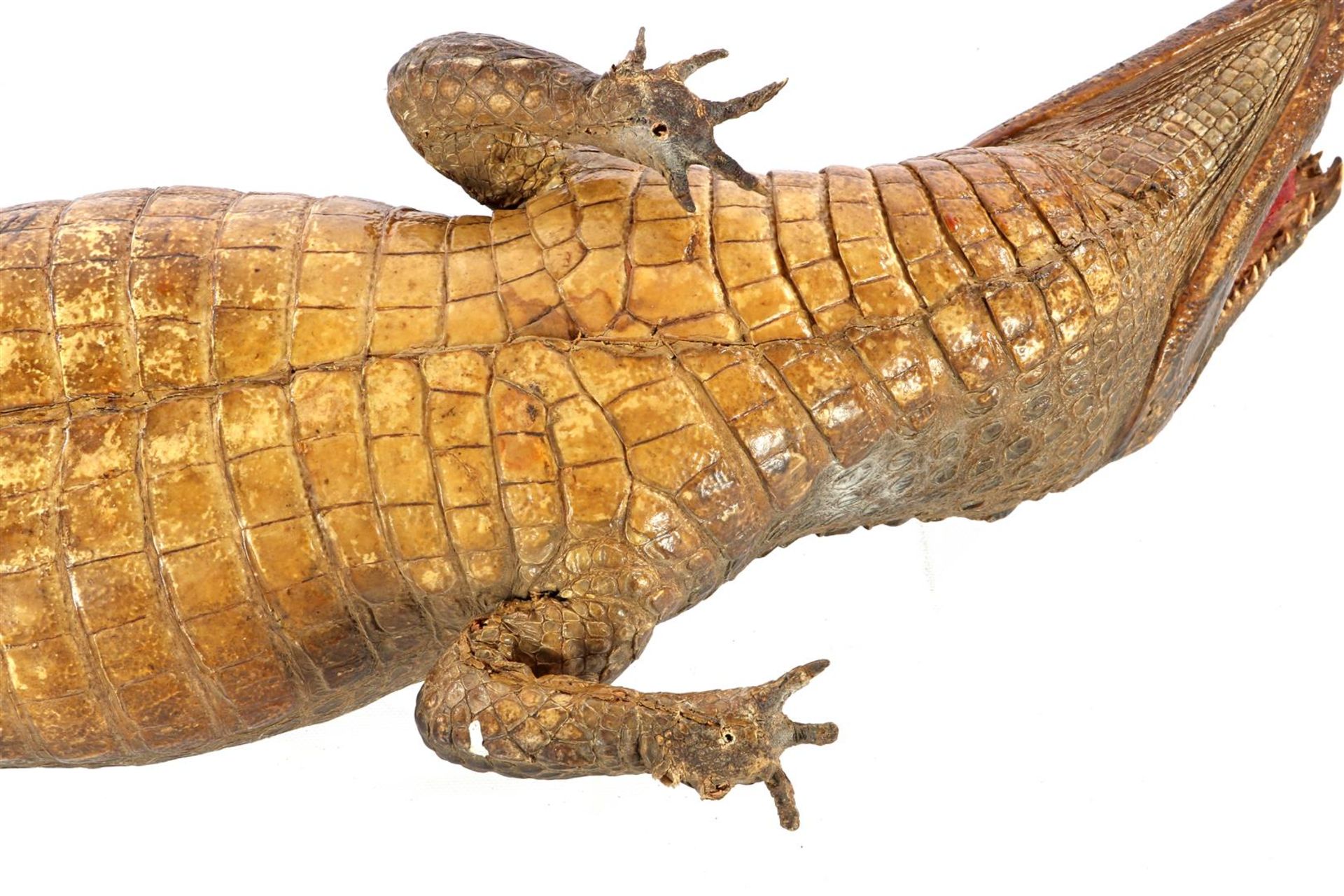 Prepared and stuffed crocodile, Africa ca.1925 - Image 5 of 7