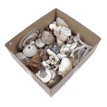 Box with shells, stones and minerals