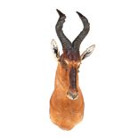 Taxidermy Red Hartebeest