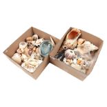 2 boxes of shells, fossils